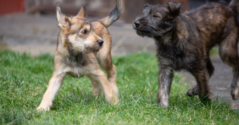 Tilda und Carla